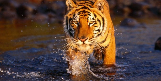 Czym jest Lorem Ipsum 2